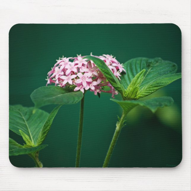 Tapis De Souris Une touche de rose dans la Mousepad verte (Devant)
