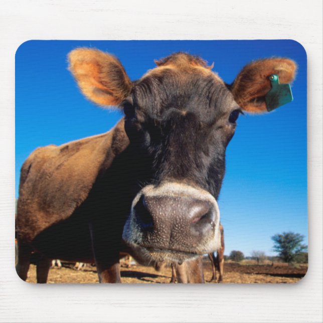 Tapis De Souris Une vache Jersey curieuse (Devant)