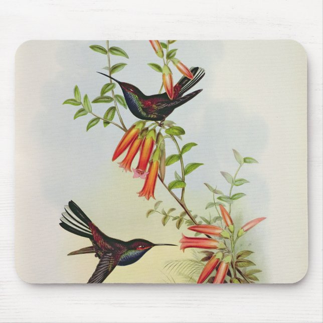 Tapis De Souris Urochroa Bougieri (Devant)