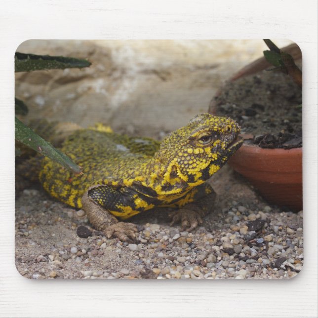 Tapis De Souris Uromastyx geyri (Devant)