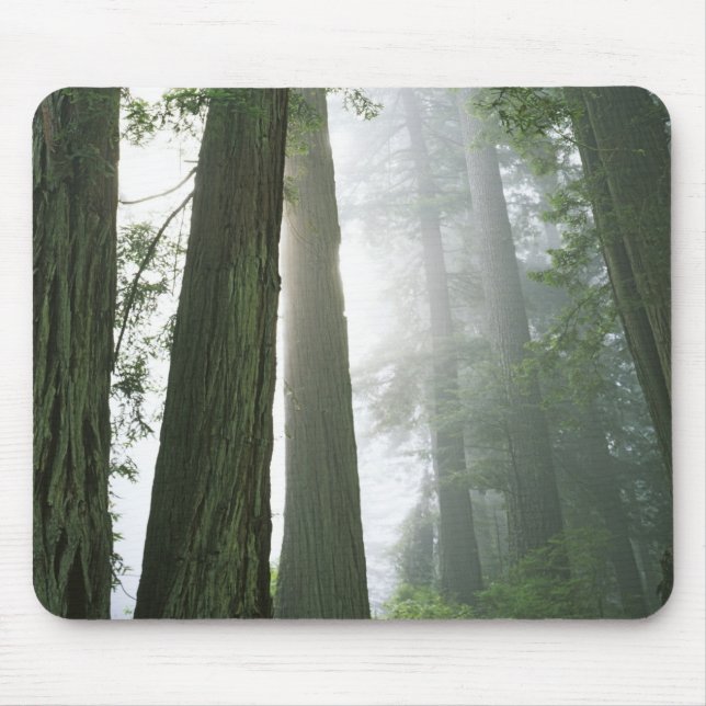 Tapis De Souris USA, Californie, Redwood National Park. (Devant)
