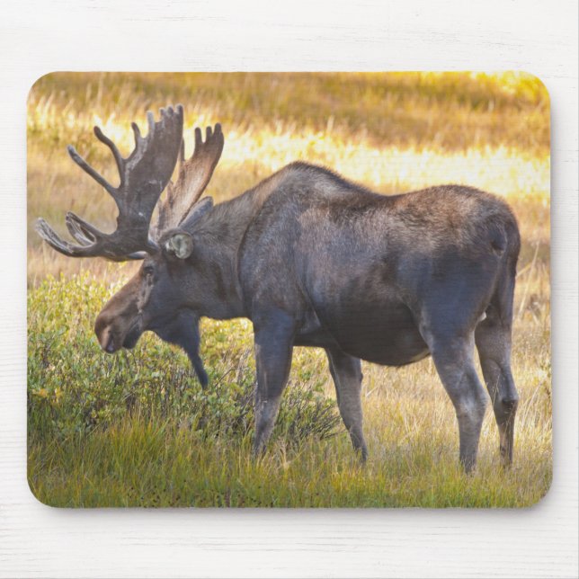 Tapis De Souris USA, Colorado, Cameron Pass. Oie-taupe (Devant)