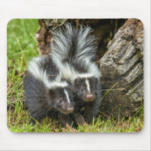 Tapis De Souris USA, Minnesota, Sandstone, Minnesota Wildlife