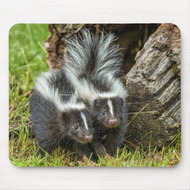 Tapis De Souris USA, Minnesota, Sandstone, Minnesota Wildlife (Devant)