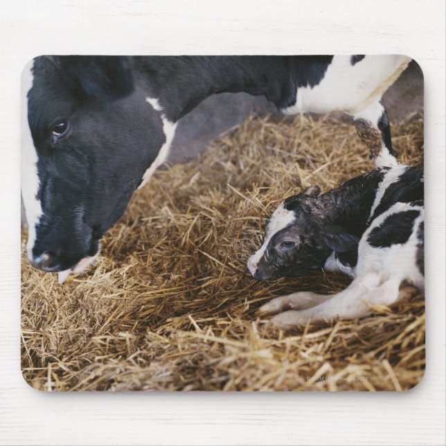Tapis De Souris Vache et veau en foin (Devant)