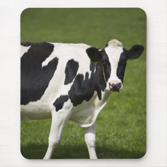 Tapis De Souris Vache frisonne (Devant)