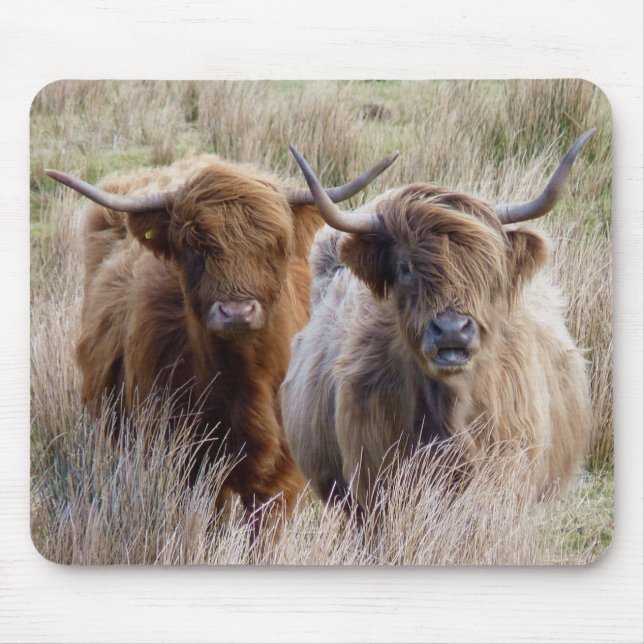 Tapis De Souris Vaches écossaises des Highlands (Devant)