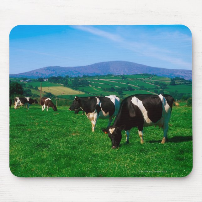 Tapis De Souris Vaches Holstein-Friesian près de Borris, Comté (Devant)