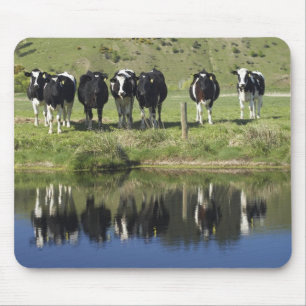 Tapis De Souris Vaches reflétées dans le canal, Henley, plaine de