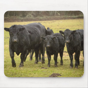 Tapis De Souris Vaches sous la pluie