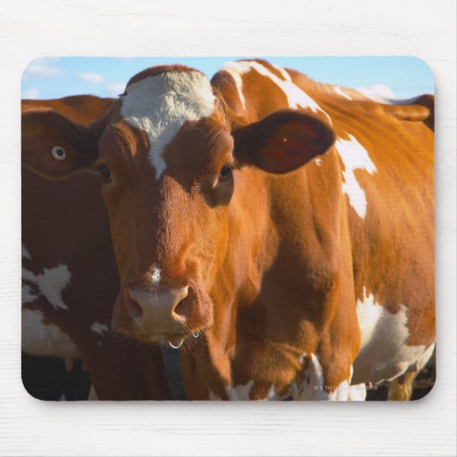 Tapis De Souris Vaches sur la ferme (Devant)