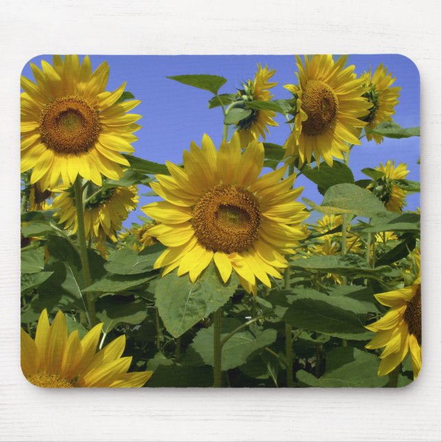 Tapis de souris Van Gogh en Provence (Devant)