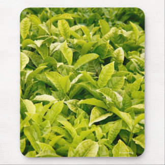 Tapis De Souris Variété indienne de thé
