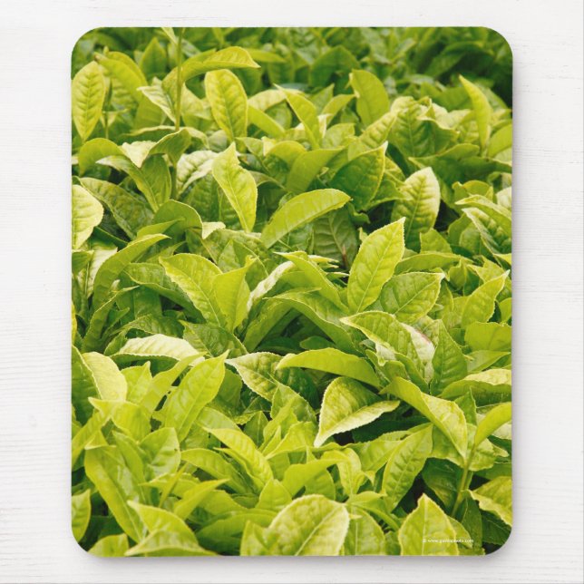 Tapis De Souris Variété indienne de thé (Devant)