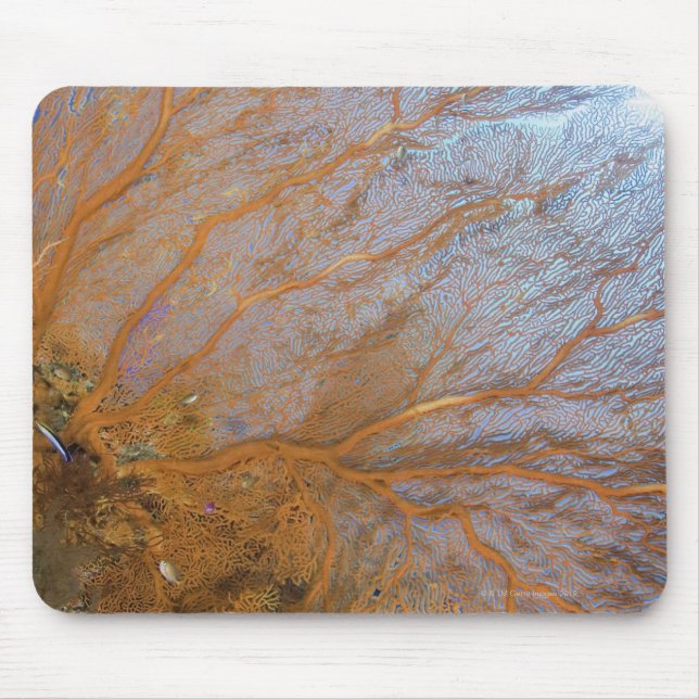 Tapis De Souris Ventilateur géant gorgonien (Plexauridae sp.) (Devant)