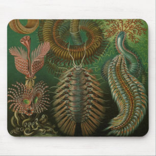 Tapis De Souris Vers Annélides Chaetopoda vintage par Ernst Haecke