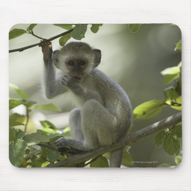 Tapis De Souris Vervet Monkey, Zimbabwe (Devant)