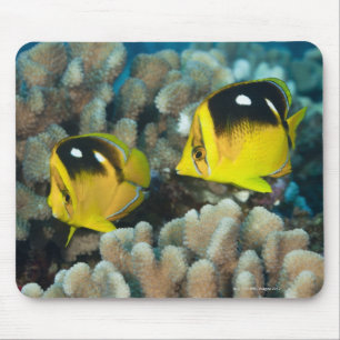 Tapis De Souris Vie sous-marine; POISSON : Une paire de Fourspot