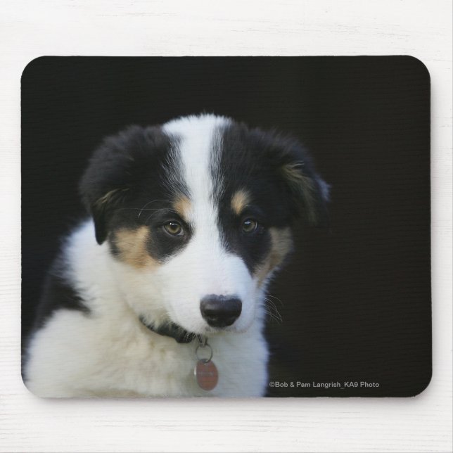 Tapis De Souris Vieux chiot de border collie de 12 semaines (Devant)