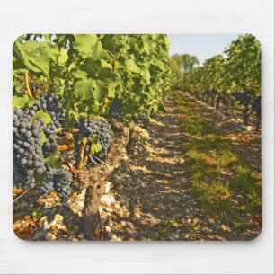 Tapis De Souris vignes de Cabernet Sauvignon alignées dans le