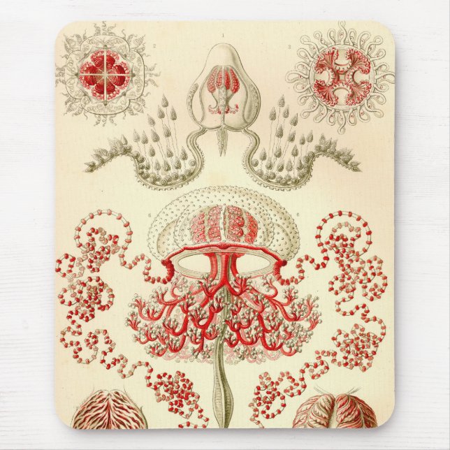 Tapis De Souris Vintage Haeckel (Devant)
