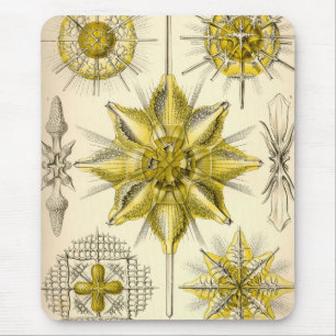 Tapis De Souris Vintage Haeckel