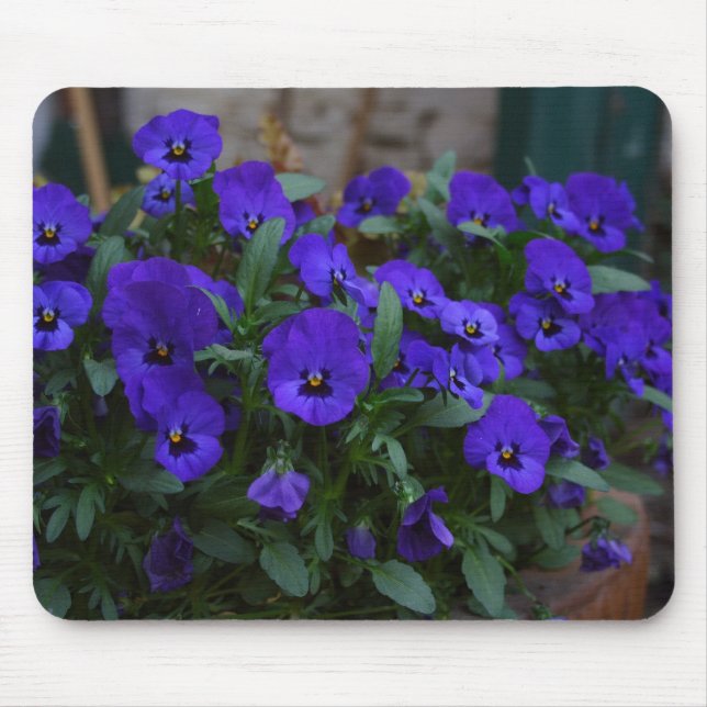 Tapis De Souris Viola sortrockiana (Devant)