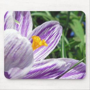 Tapis De Souris Violet spring crocus