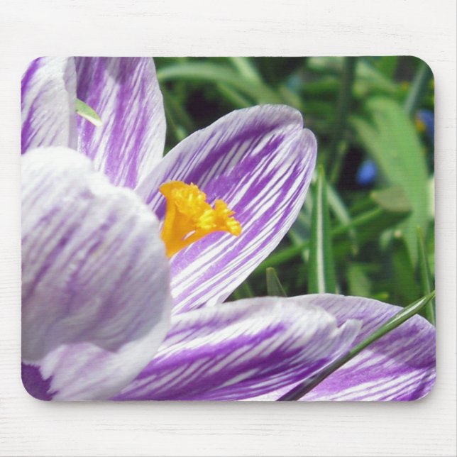 Tapis De Souris Violet spring crocus (Devant)