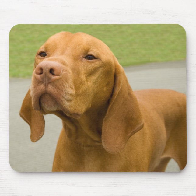 Tapis De Souris Vizsla (Devant)