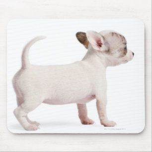 Tapis De Souris Vue de côté de chiot de chiwawa (10 semaines de)