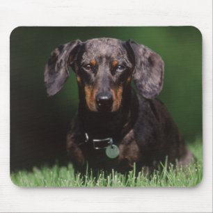 Tapis De Souris Vue de Dachshund couleur panaché