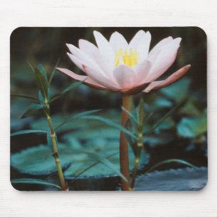Tapis De Souris Vue rapprochée de nénuphar à Inle Lake