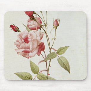 Tapis De Souris Vulgaris indica de Rosa, des 'roses de Les