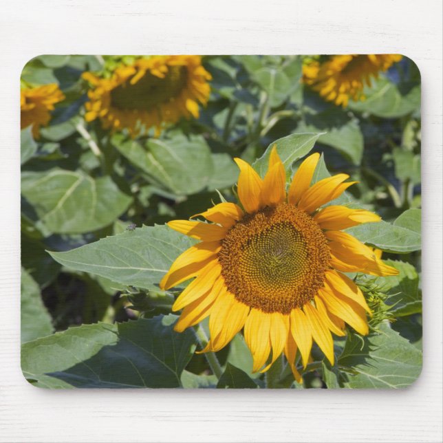 Tapis De Souris WA, comté de Kittitas, champ de tournesols (Devant)