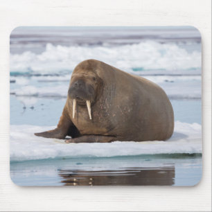 Tapis De Souris Walrus reposant sur la glace, Norvège