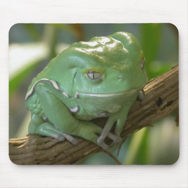 Tapis De Souris Waxy Tree Frog (Devant)