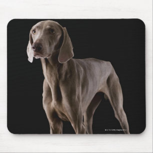 Tapis De Souris Weimaraner, tir de studio
