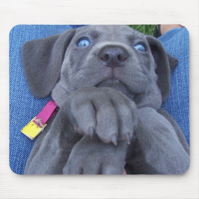 Tapis De Souris weimeraner de bleus layette (Devant)