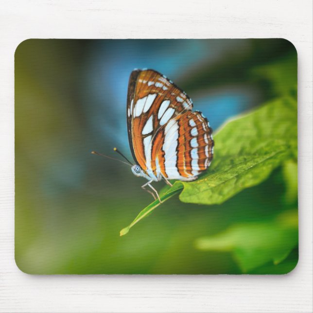Tapis De Souris White and Orange Striped Butterfly (Devant)
