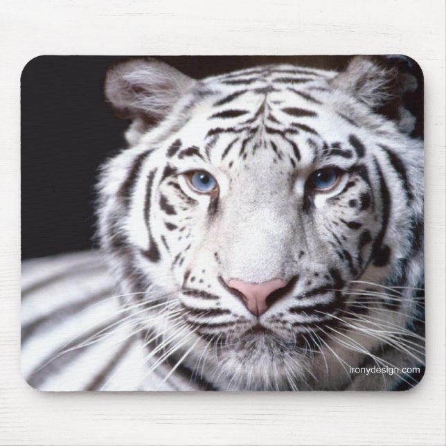 Tapis De Souris White Bengal Tiger Photographe (Devant)
