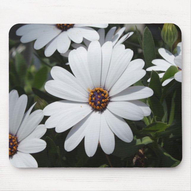 Tapis De Souris White Daisy's in Bloom (Devant)