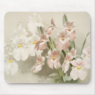 Tapis De Souris White Orchids Flower Vintage Old Illustration
