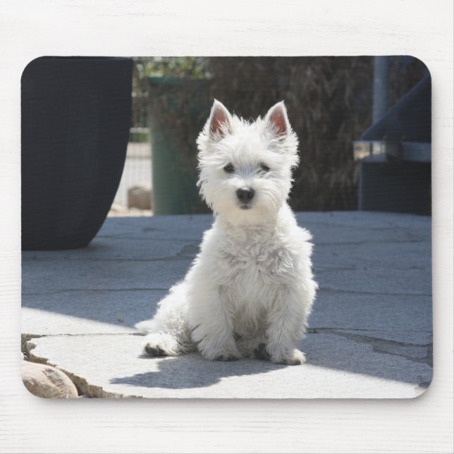 Tapis De Souris White West Highland Terrier assis sur le trottoir (Devant)