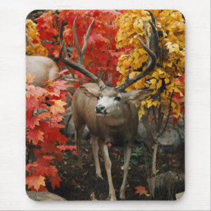 Tapis De Souris Whitetail En Automne