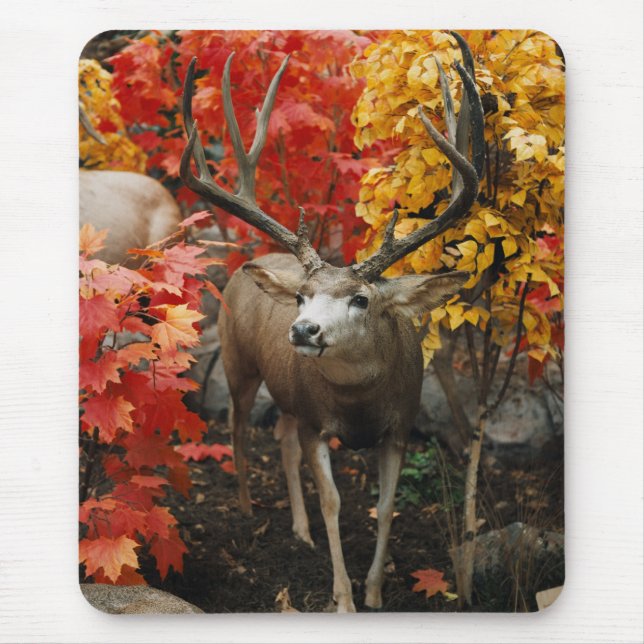Tapis De Souris Whitetail En Automne (Devant)