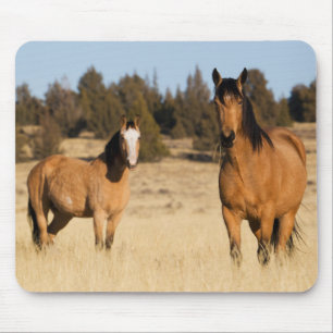Tapis De Souris Wild Horses, Steens Mountains