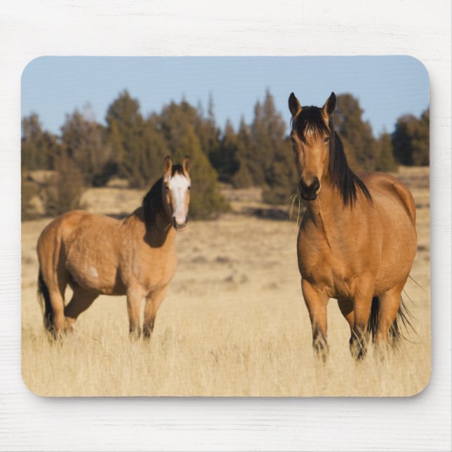 Tapis De Souris Wild Horses, Steens Mountains (Devant)