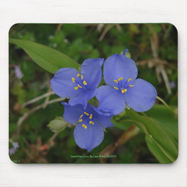 Tapis De Souris Wildflowers Blue Spiderwort Hot Springs AR Gifts (Devant)