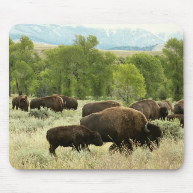 Tapis De Souris Wyoming Bison Nature Animal Photographie (Devant)
